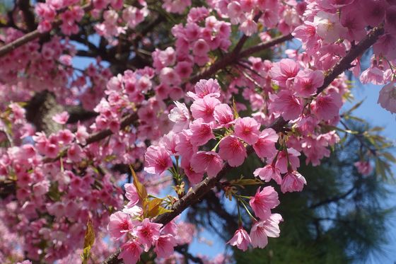 牧野記念庭園 寒桜 開花状況