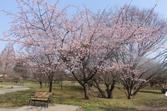 武蔵の森公園 大寒桜