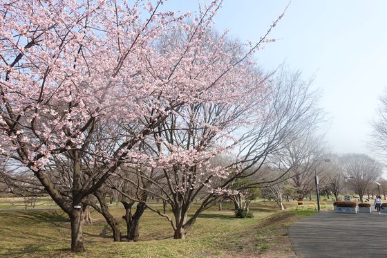 武蔵の森公園 早咲きの桜 場所