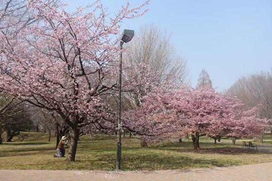 武蔵の森公園 早咲きの桜