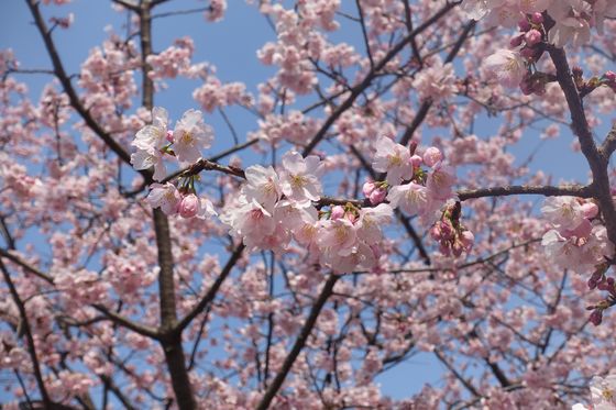 武蔵の森公園 寒桜