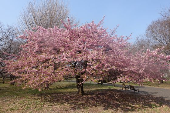 武蔵の森公園 河津桜