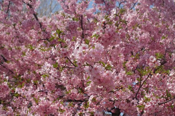 武蔵の森公園 早咲きの桜 見頃