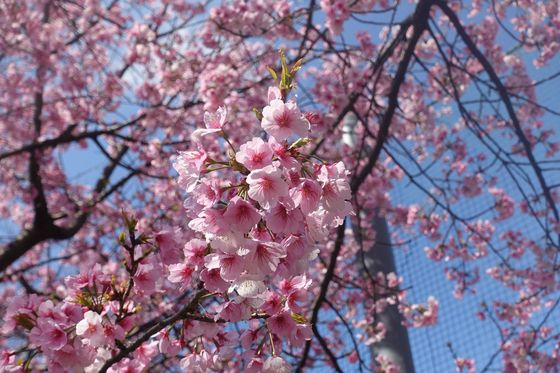 西東京いこいの森公園 早咲きの桜 見頃