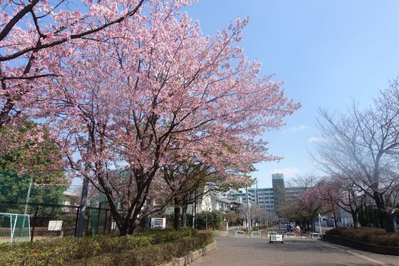 西東京いこいの森公園 大寒桜