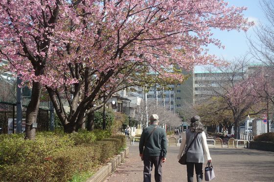 西東京いこいの森公園 早咲きの桜