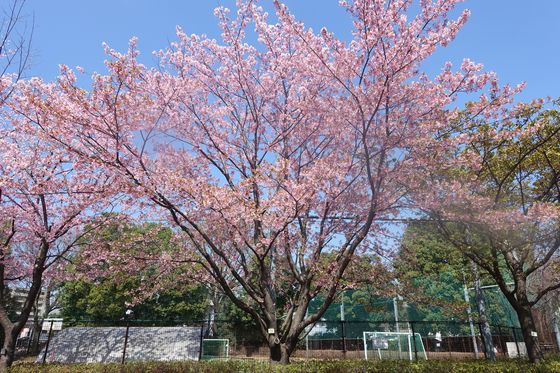 西東京いこいの森公園 修善寺寒桜