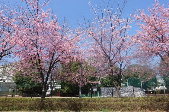 西東京いこいの森公園 早咲きの桜 場所