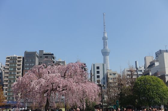 東京スカイツリー 枝垂れ桜