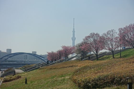 東京スカイツリー 寒桜