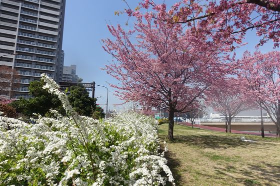 汐入公園 寒桜