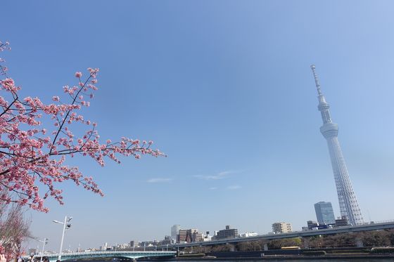 隅田川 大寒桜