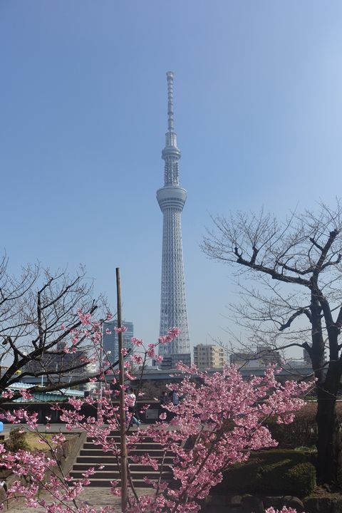 東京スカイツリー 桜