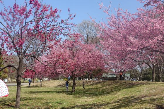 舎人公園 早咲きの桜