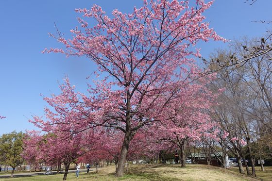舎人公園 大寒桜