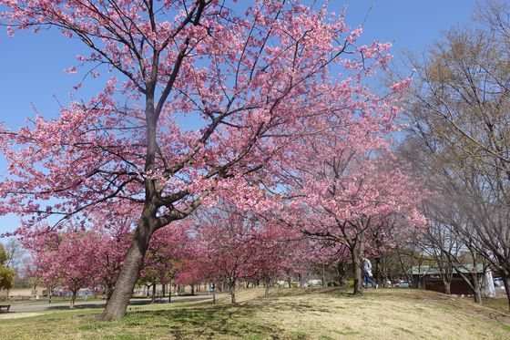 舎人公園 早咲きの桜 見頃