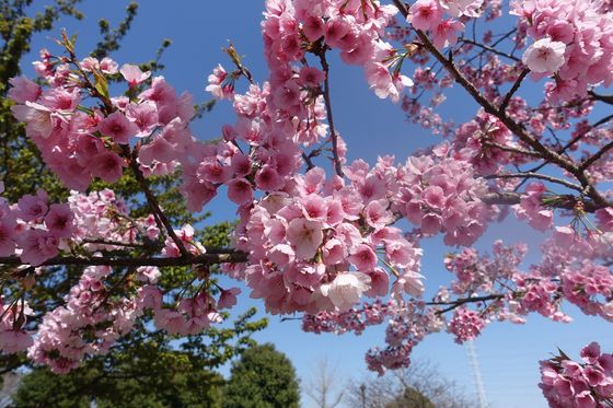 舎人公園 早咲きの桜 開花状況