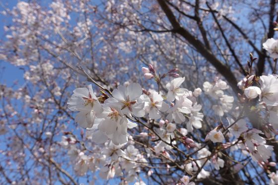 舎人公園 コシノヒガン桜