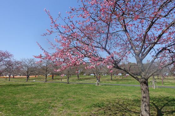 舎人公園 雅桜