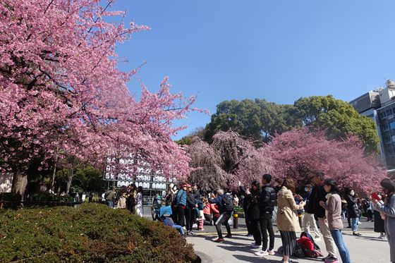 上野公園 大寒桜