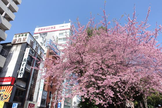 上野恩賜公園 早咲きの桜