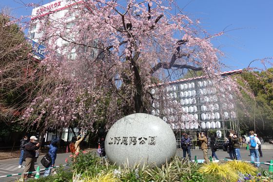 上野恩賜公園 枝垂れ桜