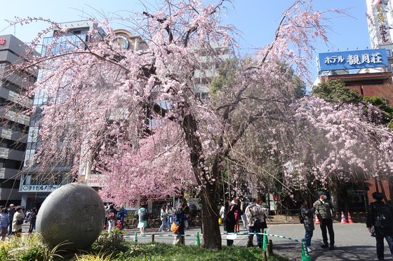 上野恩賜公園 しだれ桜