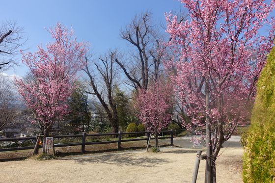 座間公園 おかめ桜