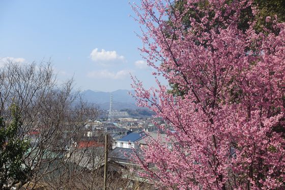座間公園 早咲きの桜