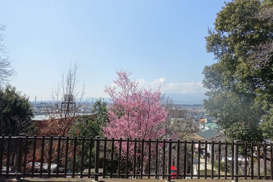 座間公園 オカメ桜