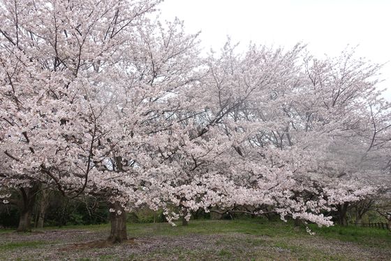 保土ケ谷公園 ピクニック広場 桜