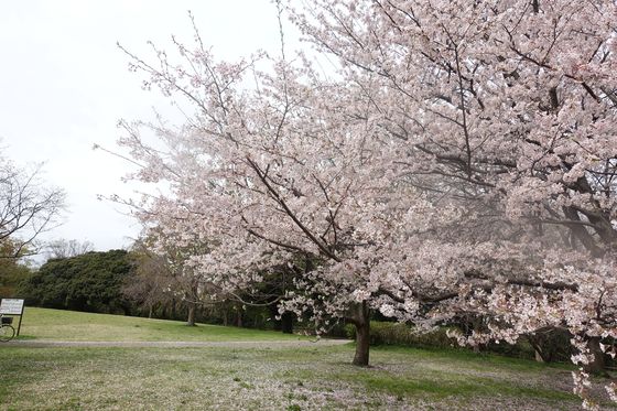 保土ケ谷公園 桜