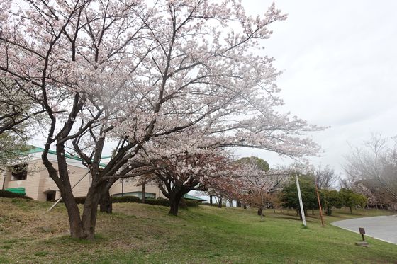 横浜市 桜