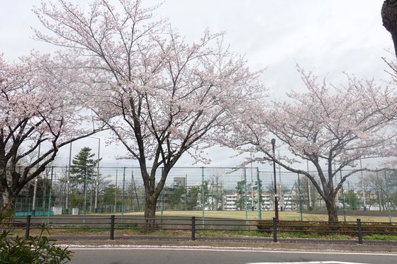保土ケ谷公園 オートテニス 桜