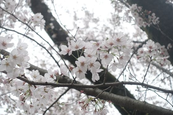 横浜市 桜