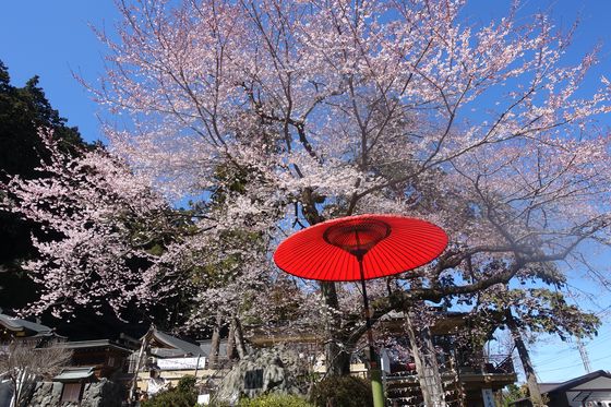 高麗神社 桜