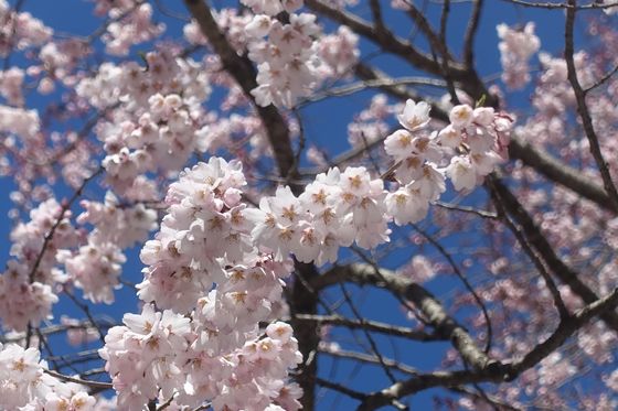 高麗神社 桜 開花状況