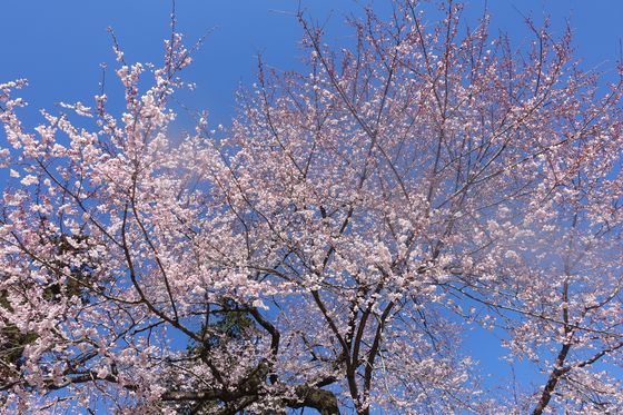 桜 高麗神社