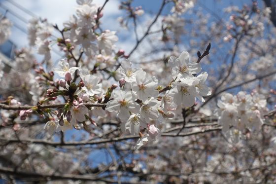 乞田川 桜 開花状況