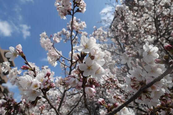 永山駅 桜