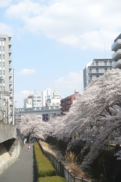 稲荷橋 桜