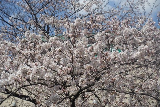 乞田川 桜 見頃