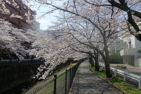 多摩センター駅 桜