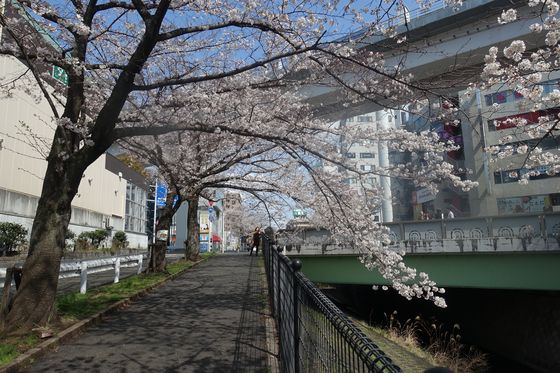 山王橋 桜