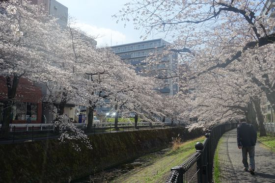多摩市 乞田川 桜