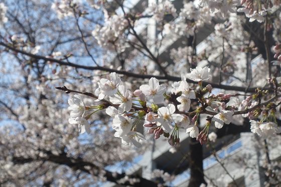 多摩センター駅 春