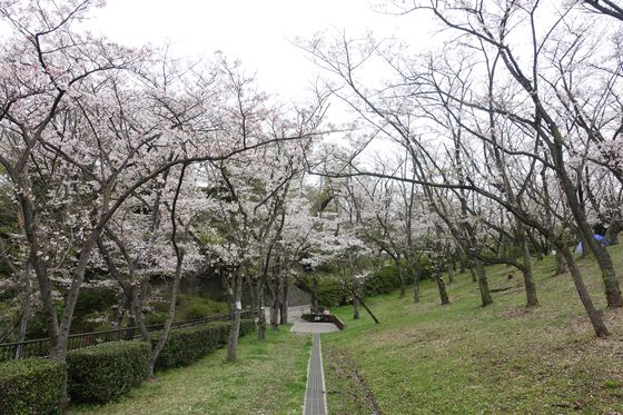 横浜 桜