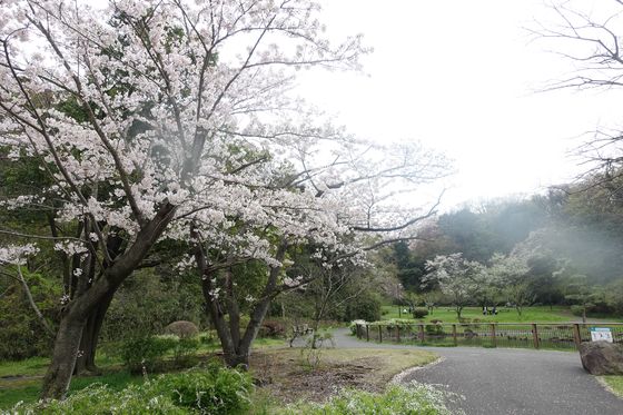 桜 久良岐公園