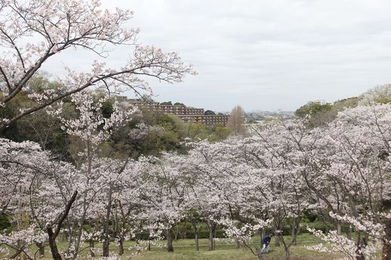横浜 公園 桜