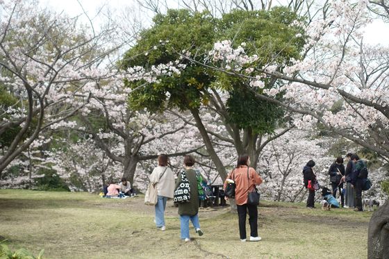 久良岐公園 桜